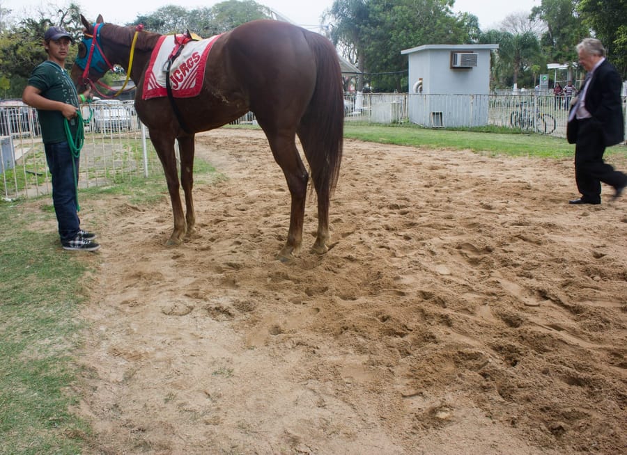 Cavalo castanho de manta vermelha parado na areia, seguro por um cavalariço, com um senhor de terno observando ao lado