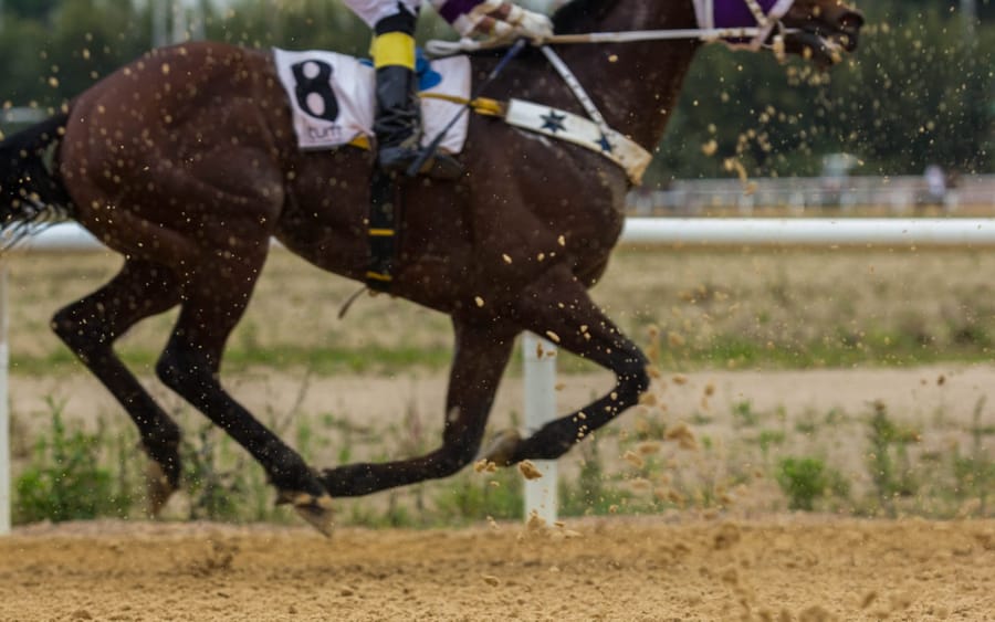 Cavalo de número 8 em galope na pista de areia do Cristal, levantando areia